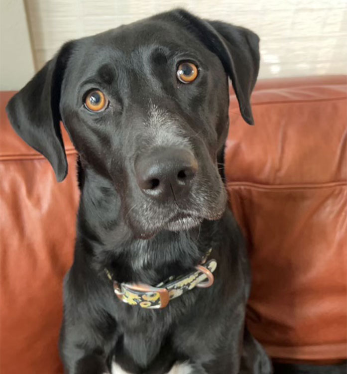 Roxie Williams - Dyslexia and Reading Therapy Dog
